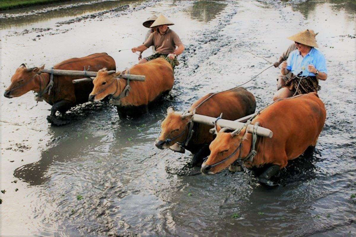 Balinese Countryside and local Lifestyle