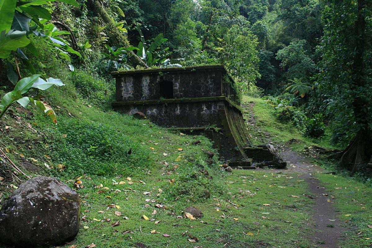 Hiking In Tropical Forest