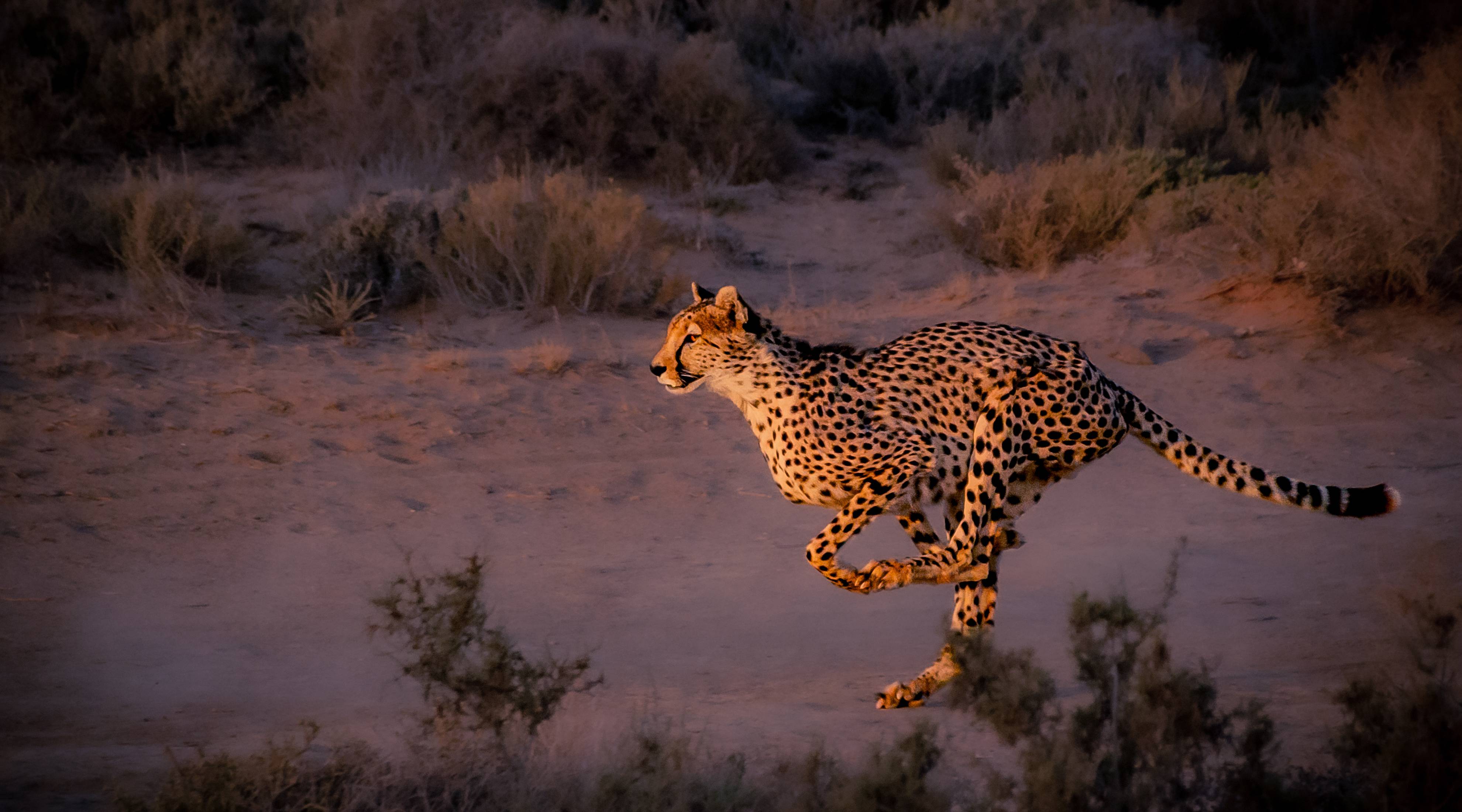 Luxury Big Five Safari Adventure