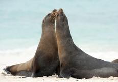 Champion Islet (Floreana), Ecuador