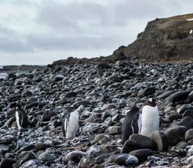 Cruise King George Island King George Island