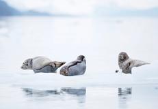 Seward (Anchorage, Alaska)