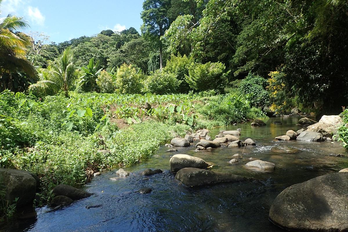 Eco Trek at Bamboo Falls