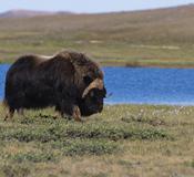 Cruise Dease Strait