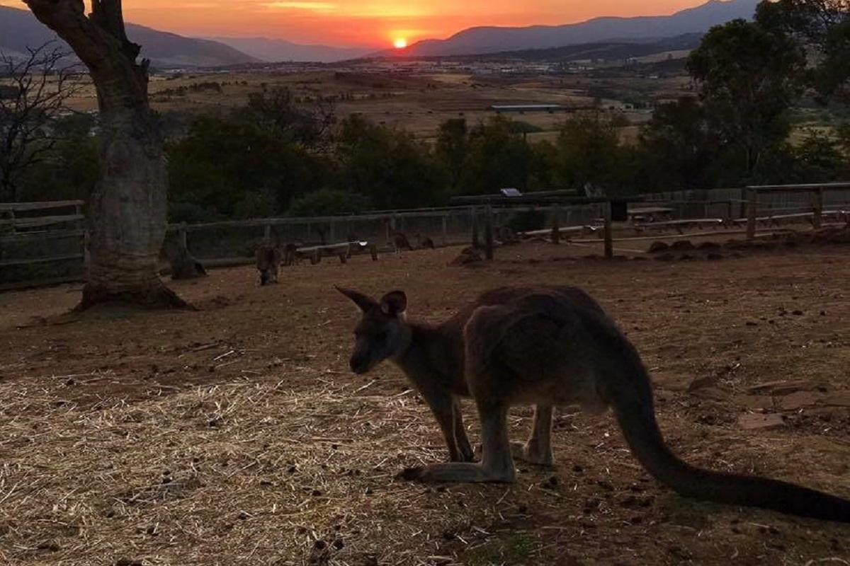 Exclusive Nocturnal Night at Bonorong