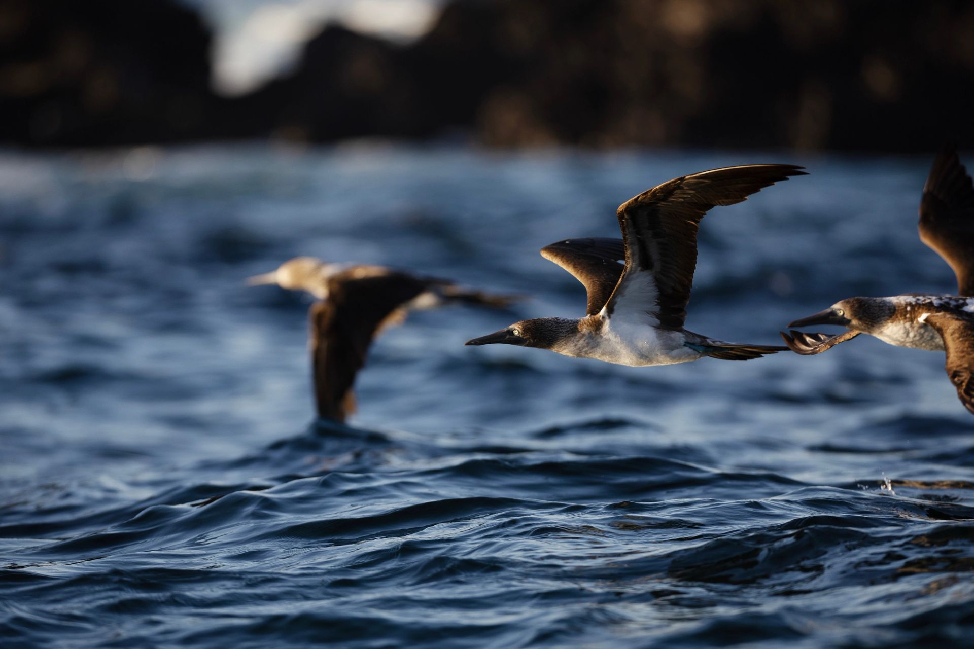 San Cristóbal, Galápagos à San Cristóbal, Galápagos