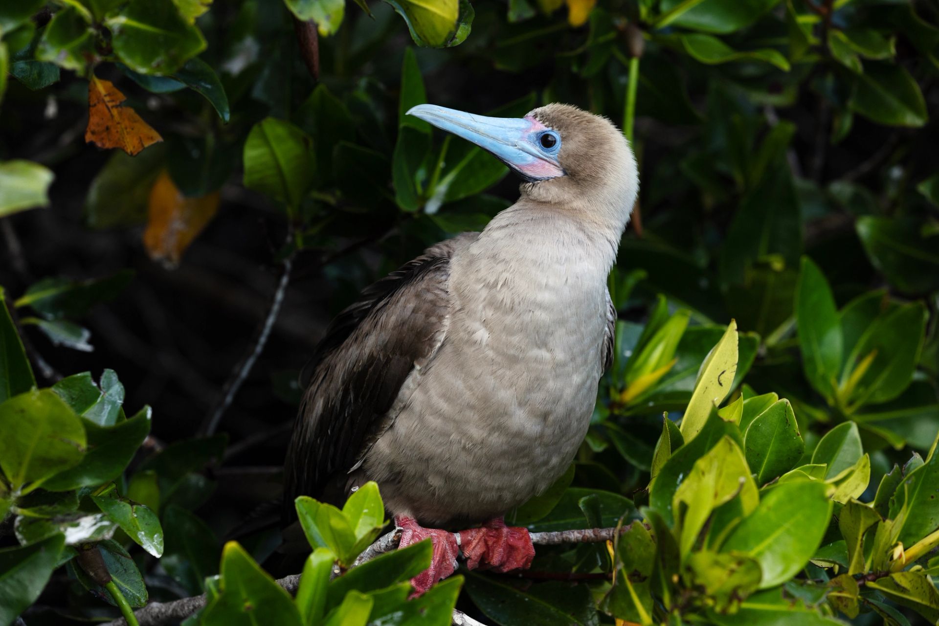 San Cristóbal, Galápagos a San Cristóbal, Galápagos