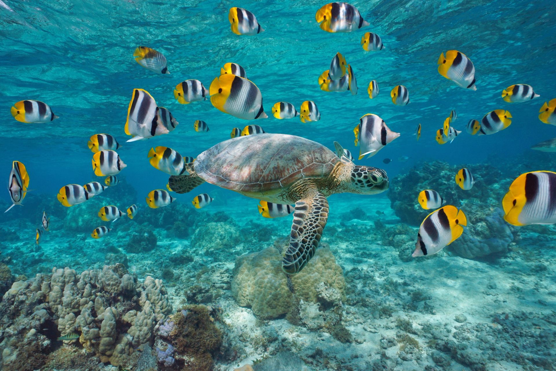Papeete (Tahiti) a Papeete (Tahiti)