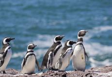 Puerto Madryn