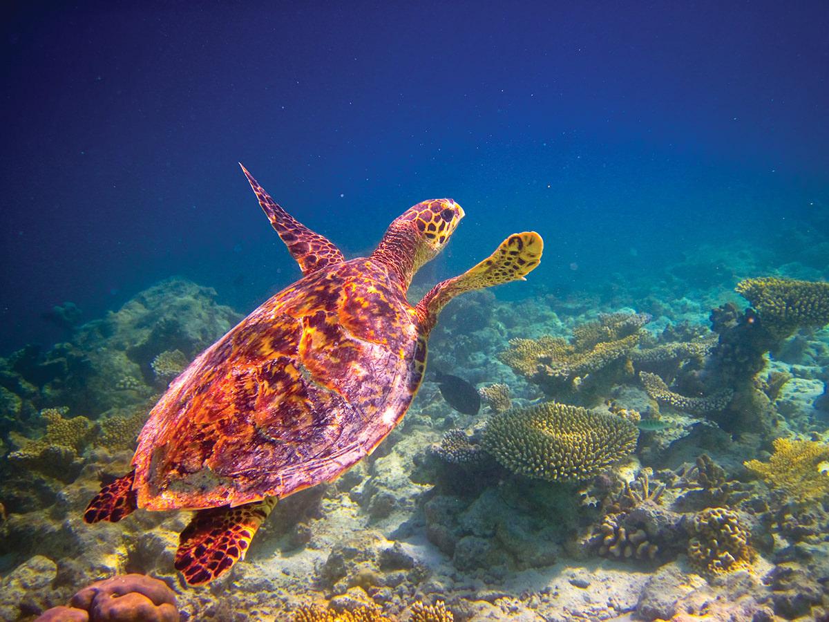 Utria National Park (Nuqui Harbour)