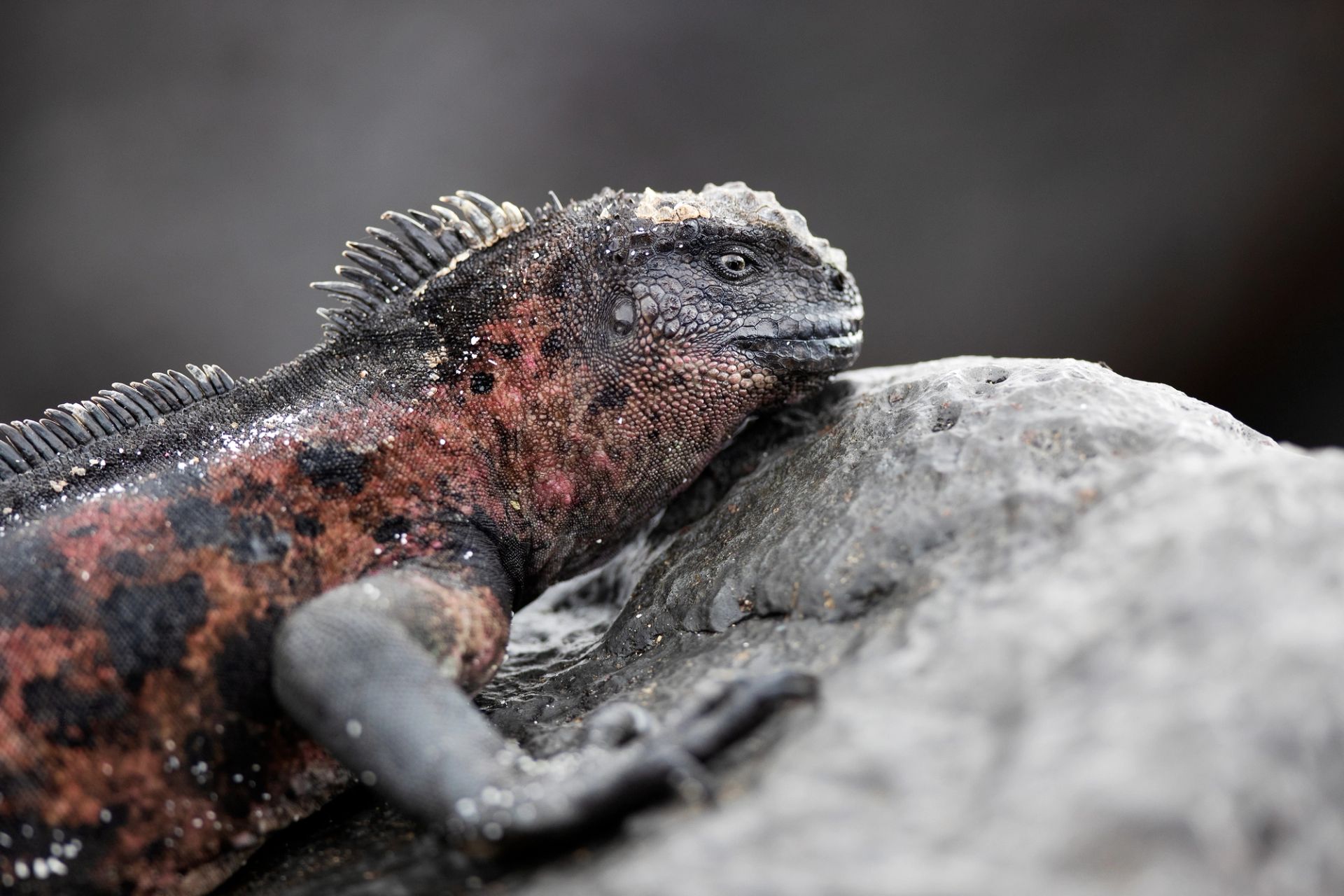 San Cristóbal, Galápagos a San Cristóbal, Galápagos