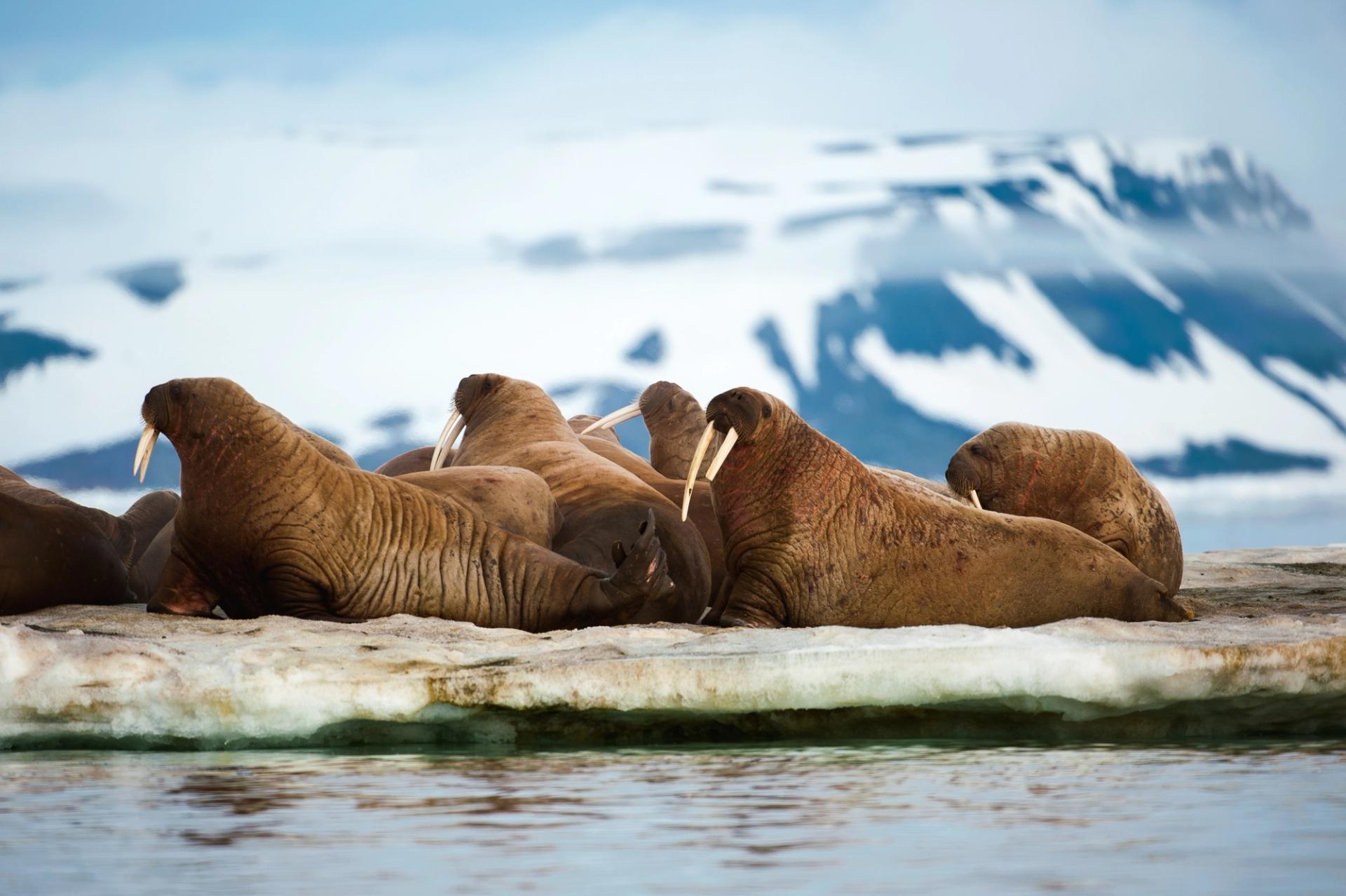 THE CANADIAN ARCTIC