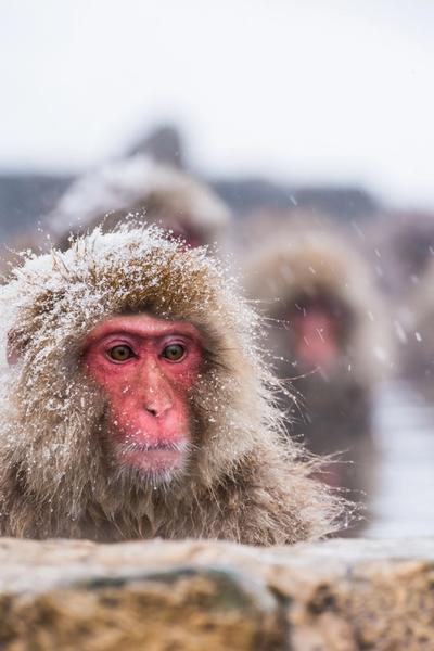 Nagano Snow Monkeys & Local Flavors