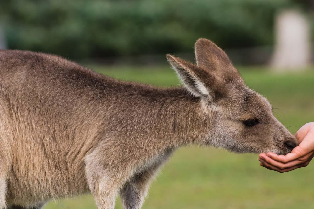 Adelaide Sights & Wildlife Park