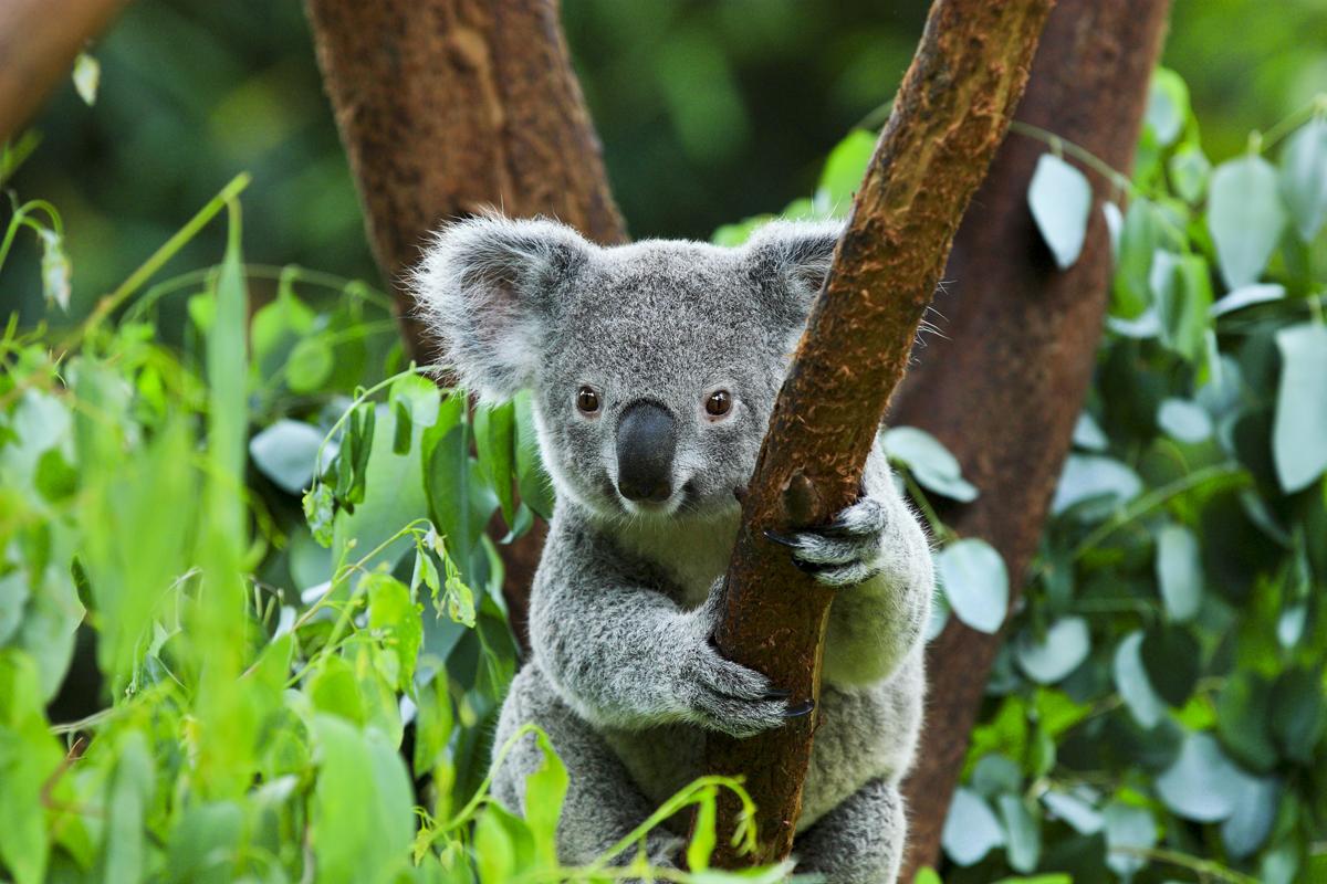 Australian Wildlife at Healesville Sanctuary