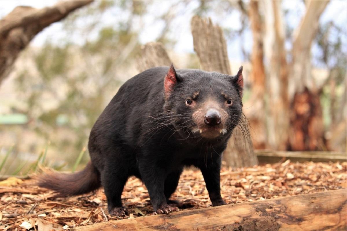Tassie Devils & Richmond
