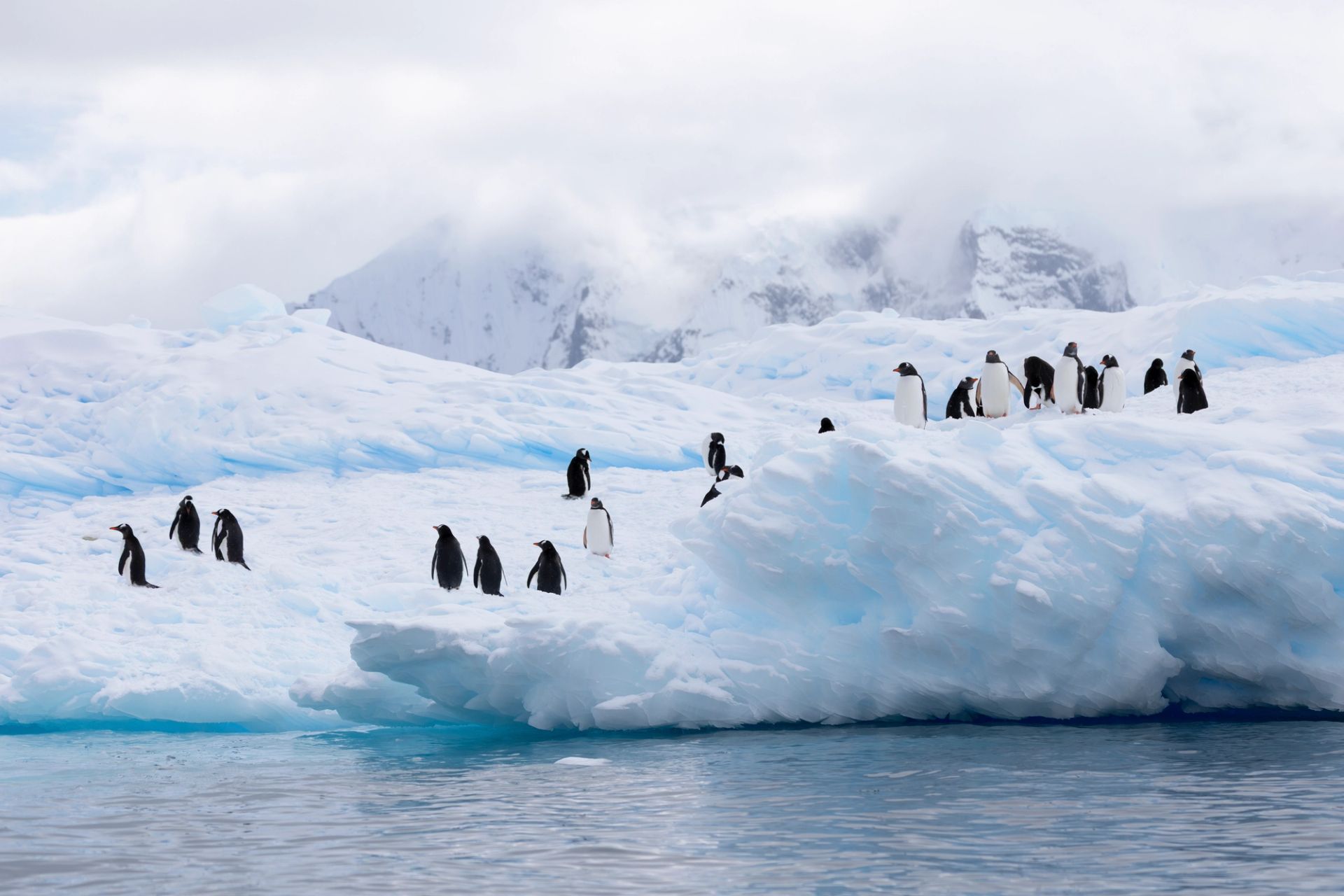 King George Island to King George Island