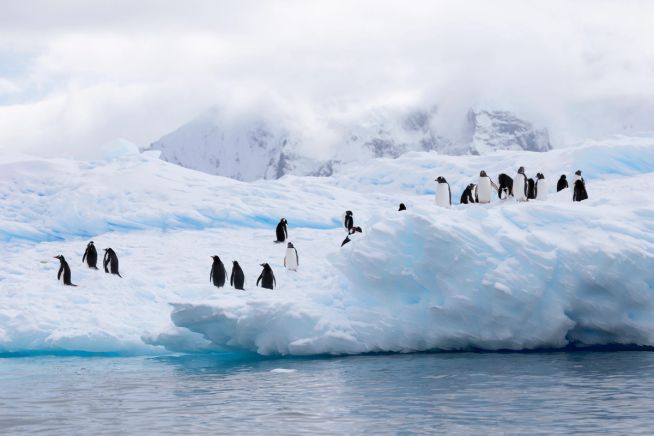 King George Island to King George Island
