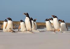 Saunders Island