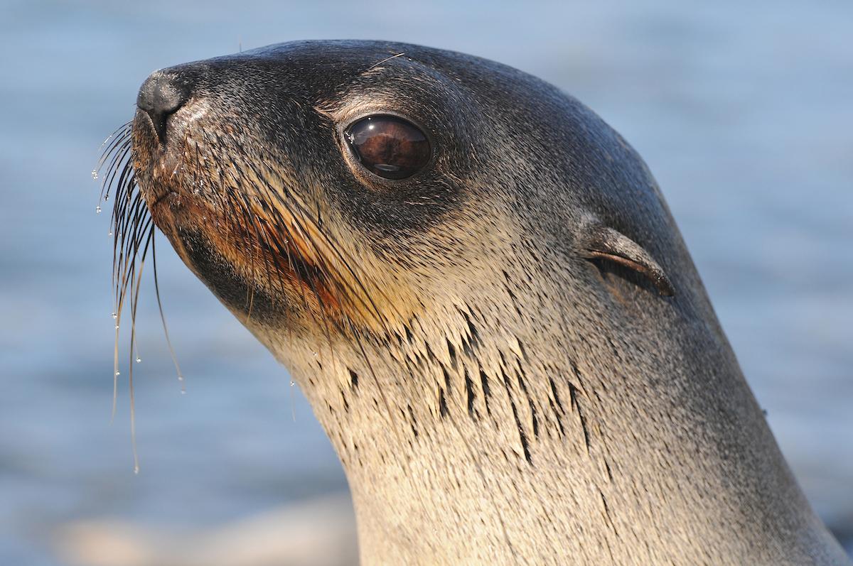 Zodiac Cruise with Silversea Expedition team