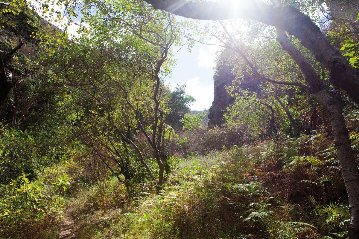 Azuaje: Forest and Water Hike in the Heart of Gran Canaria