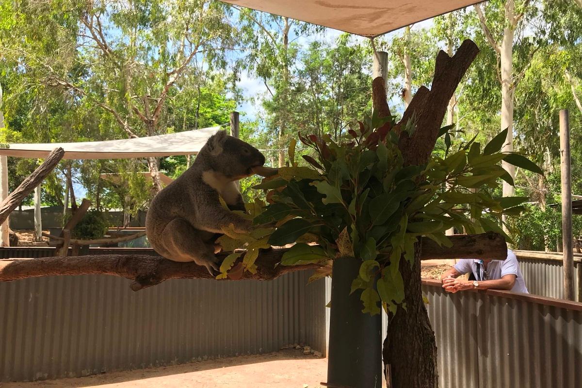 Townsville & Billabong Sanctuary