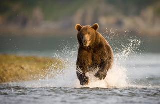 Flight to Bear Country