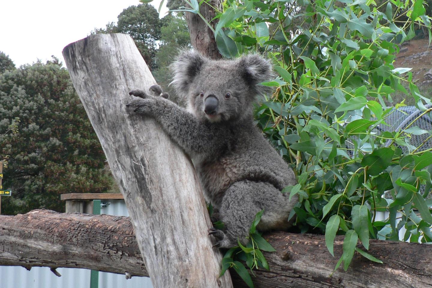 Wildlife & Swan Valley Wines