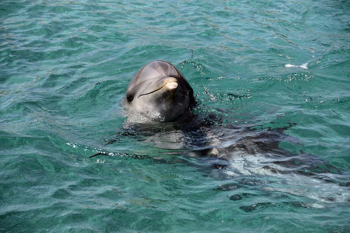Whale and Dolphin Adventure Sightings
