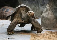 Aldabra