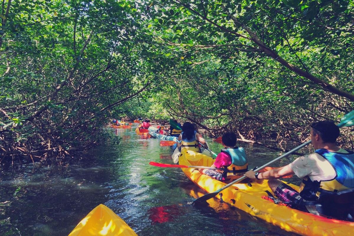 Kayak Mangroves Adventure