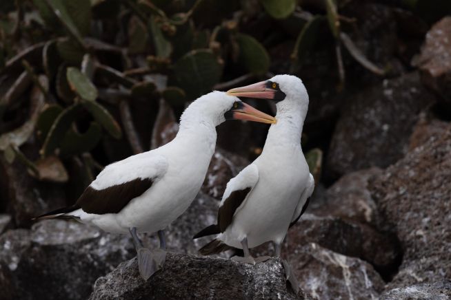 San Cristóbal, Galapagos a San Cristóbal, Galapagos