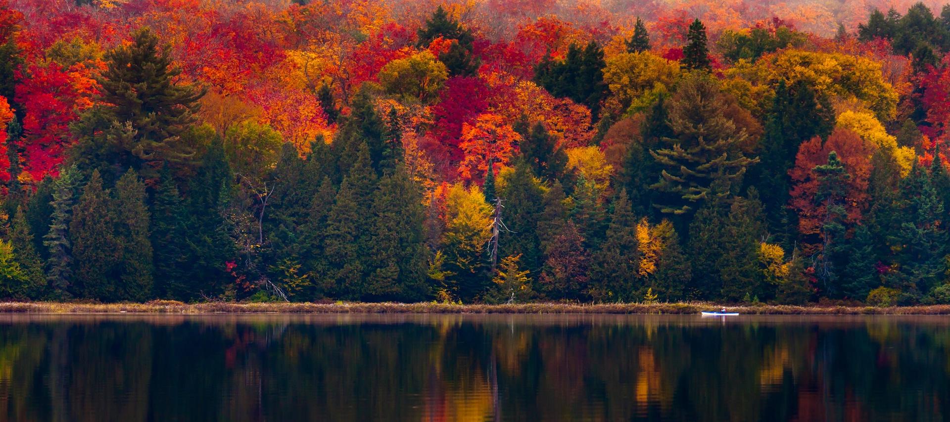 FALL FOLIAGE