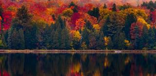 FALL FOLIAGE