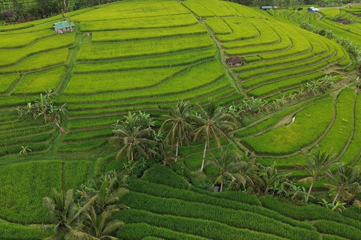 Mid Voyage Land Adventure: Balinese Sojourn (For In-Transit Guests)