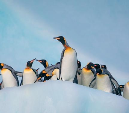 Cruise King George Island Puerto Williams