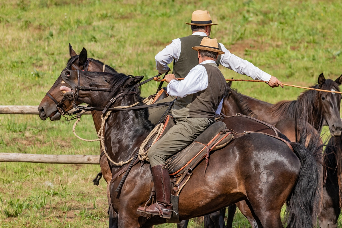 The Andalusian-Spanish Horse