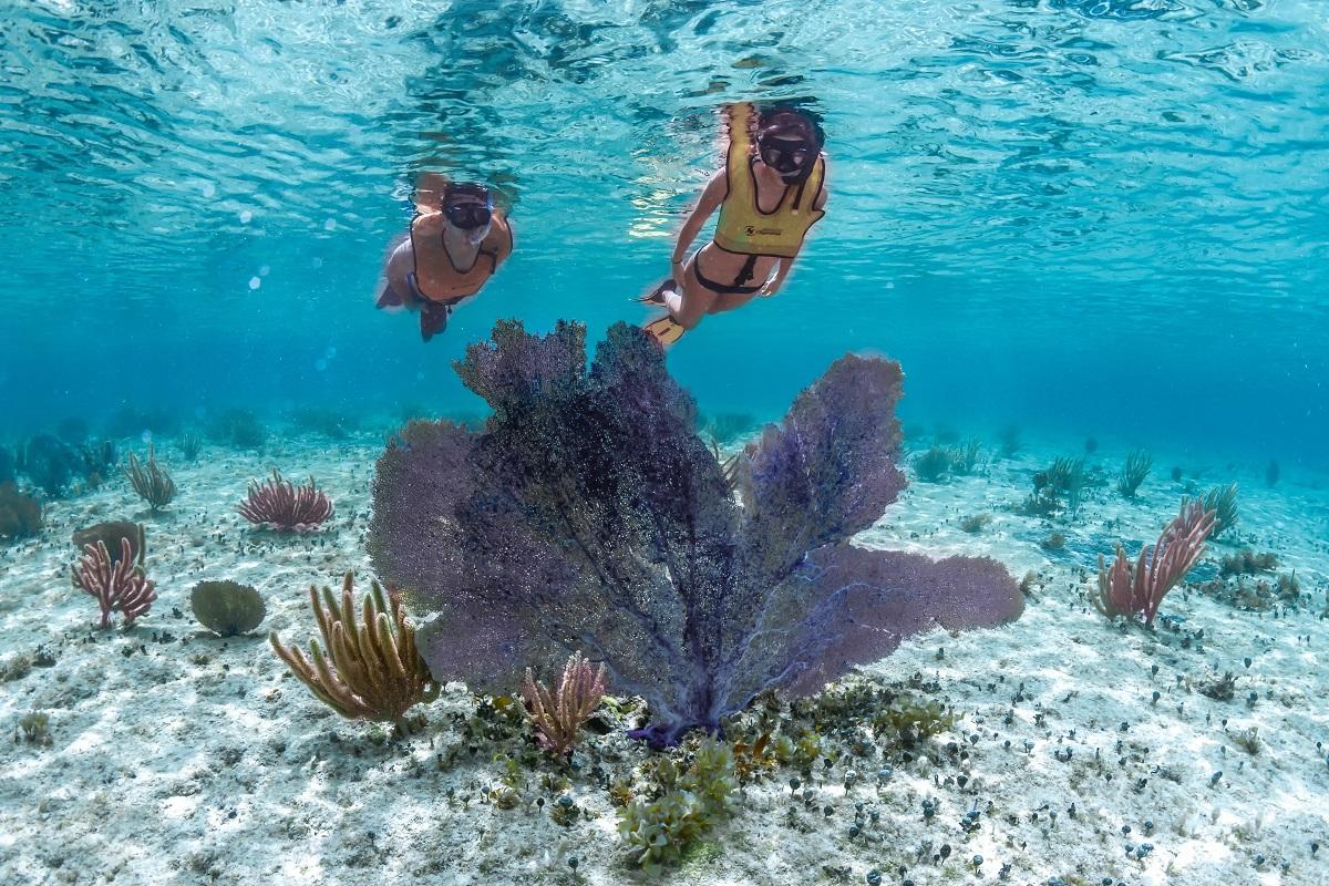 Two Reef Boat Snorkel
