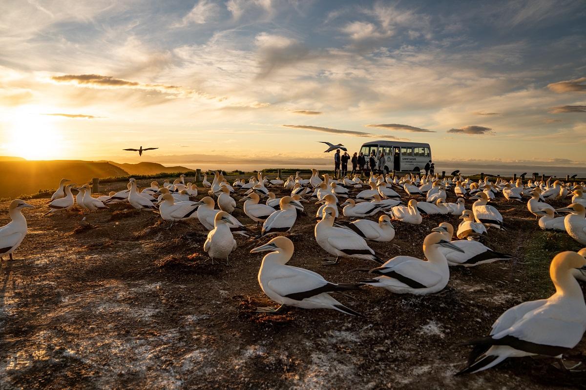 Cape Kidnappers Gannet Colony
