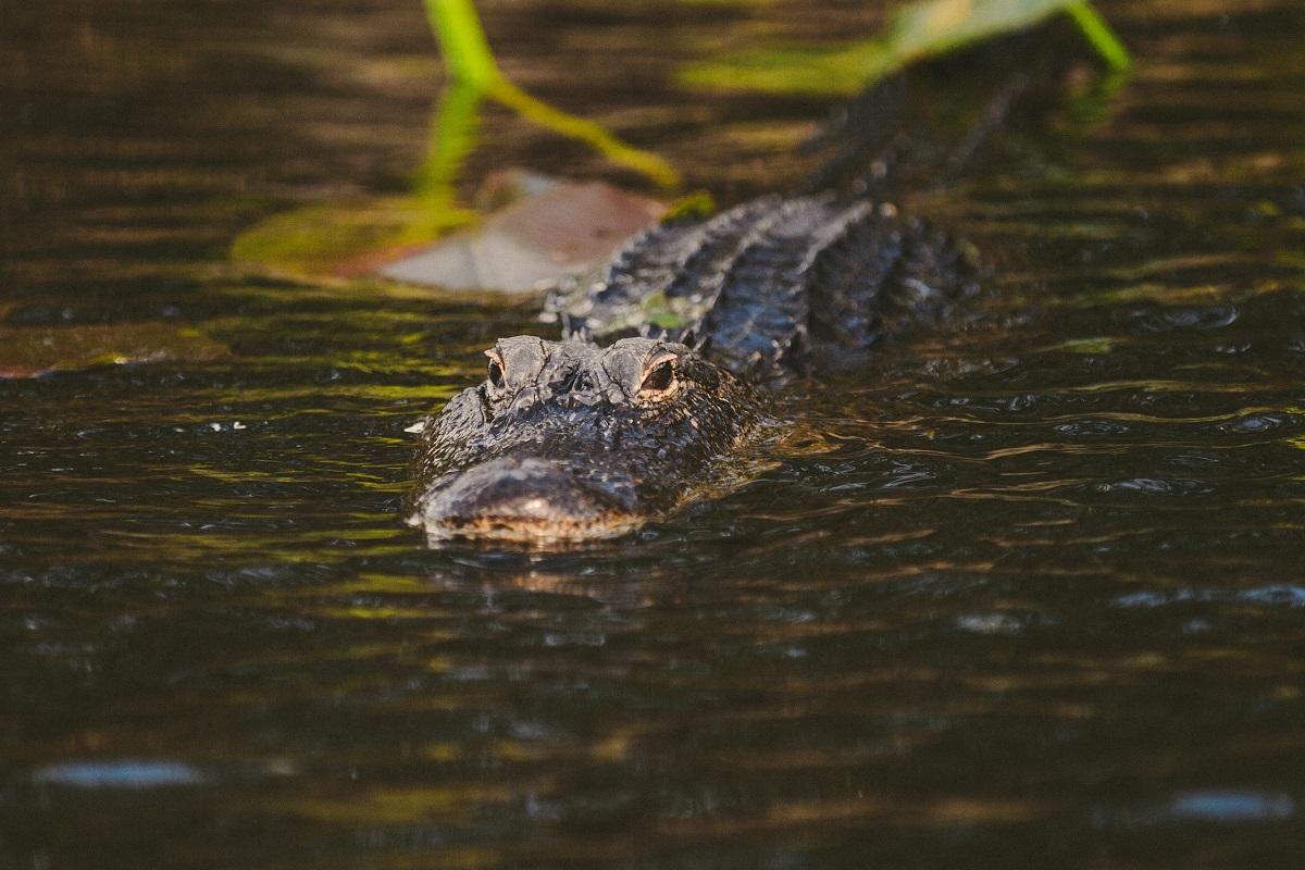 Full Day Tour in Miami & Everglades (Tour & Airport Transfer to FLL airport)