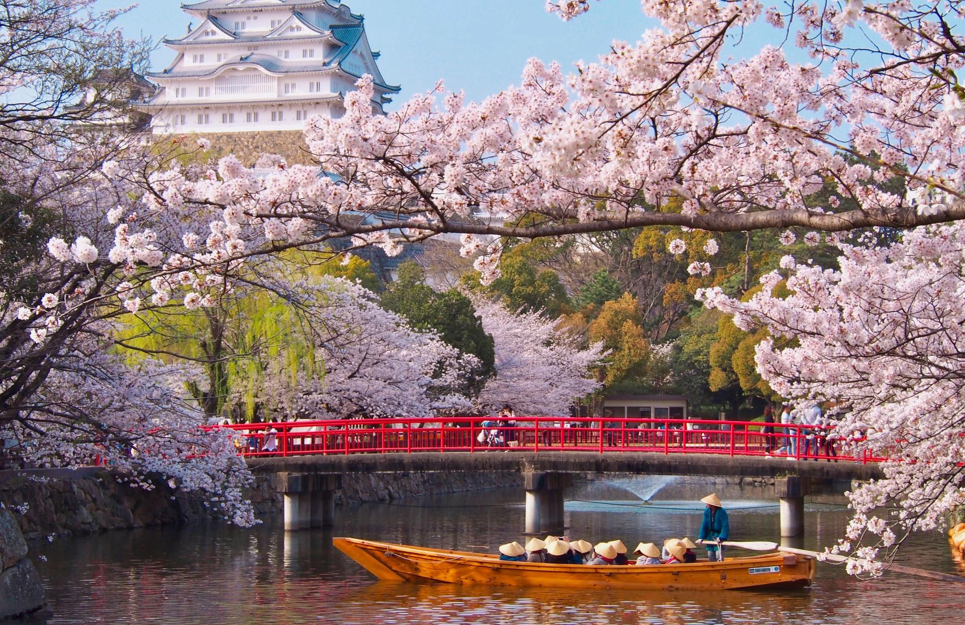JAPANESE CHERRY BLOSSOM