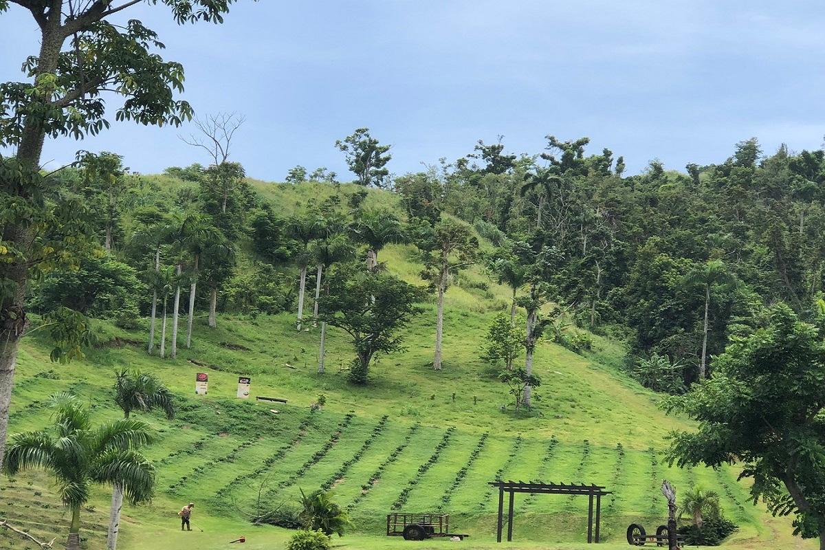 Hacienda Munoz Coffee Plantation