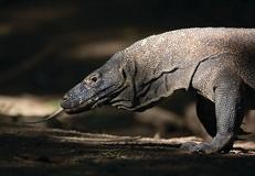 Komodo Island, Indonesia