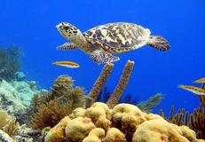 Kralendijk, Bonaire, Netherlands Antilles