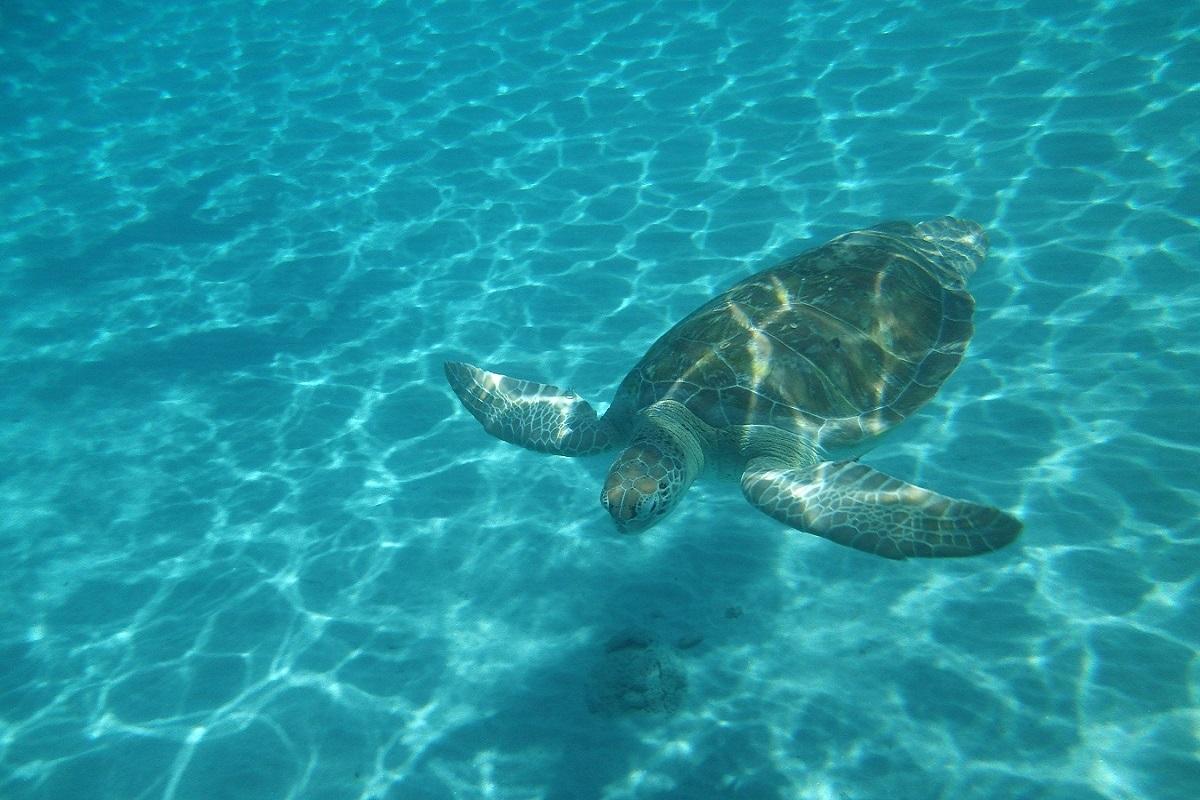 Beach Hop & Turtle Snorkel Adventure