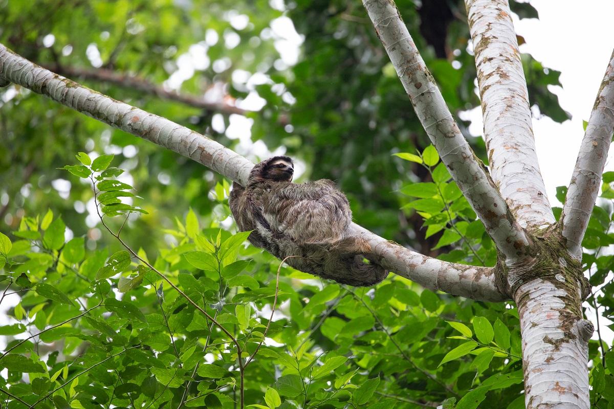Costa Rican Rainforest Expedition
