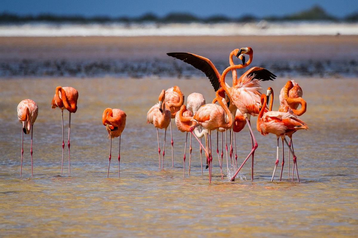 Mangroves Flamingos & Sand between Your Toes