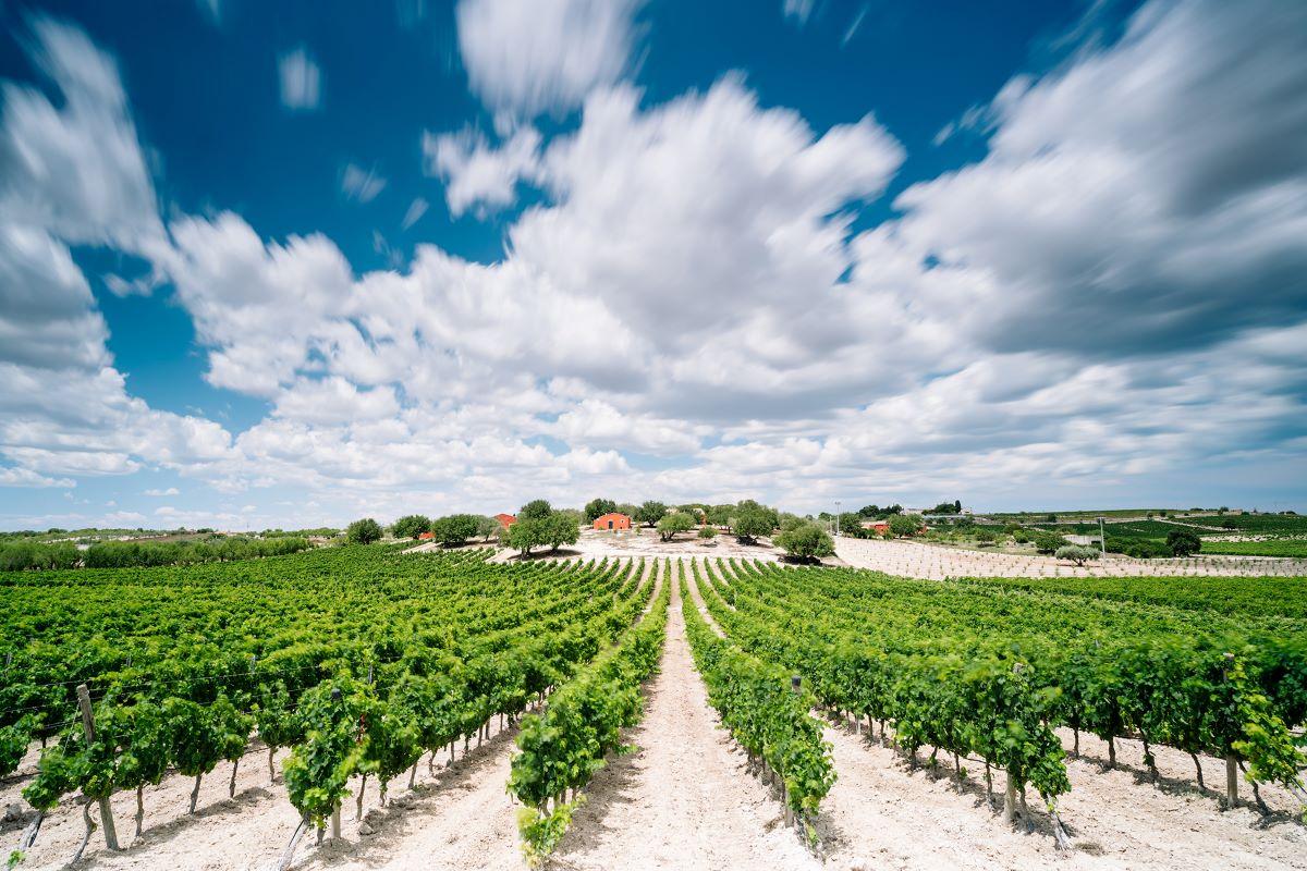 Sicilian Wines at Zisola Winery