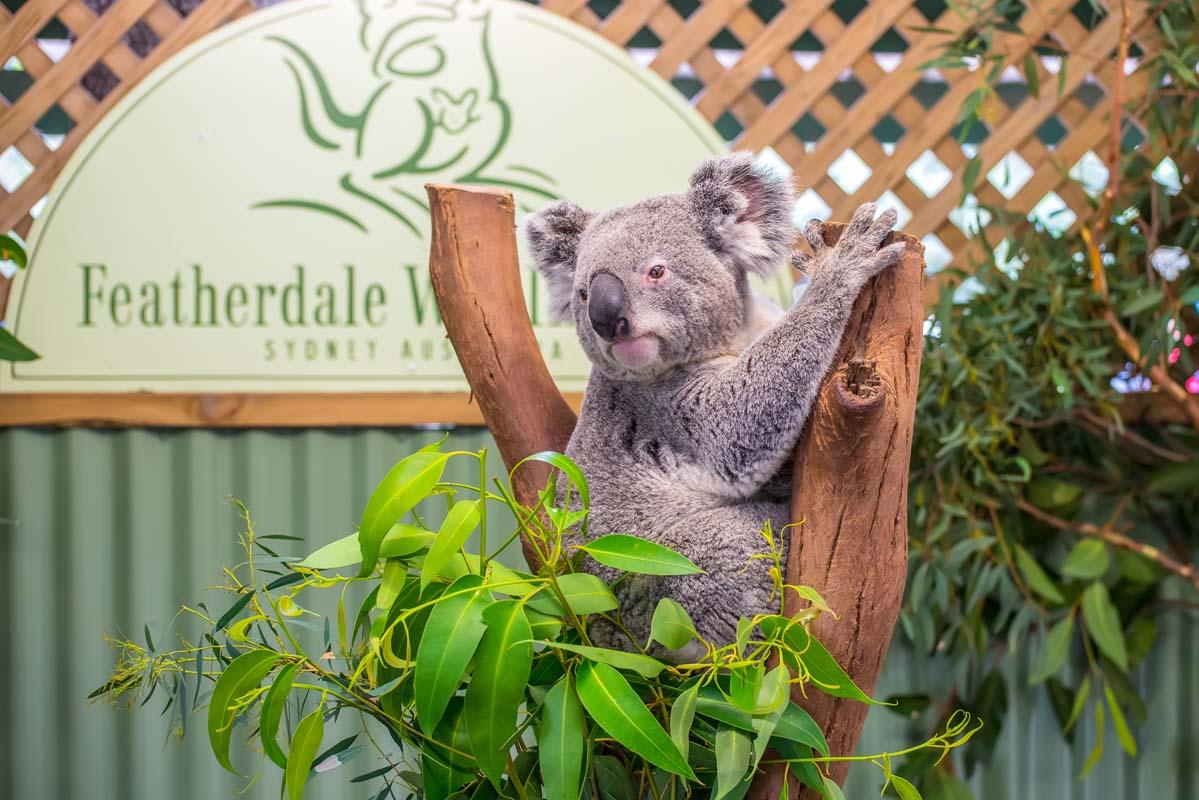 Aussie Wildlife Express