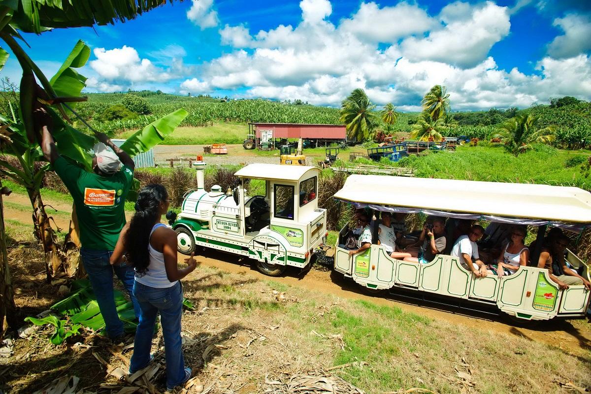 Exploring Banana Plantations and Rum Distillery
